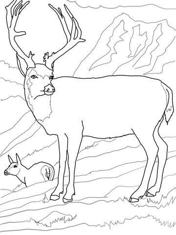 Mule Deers Family Coloring Page